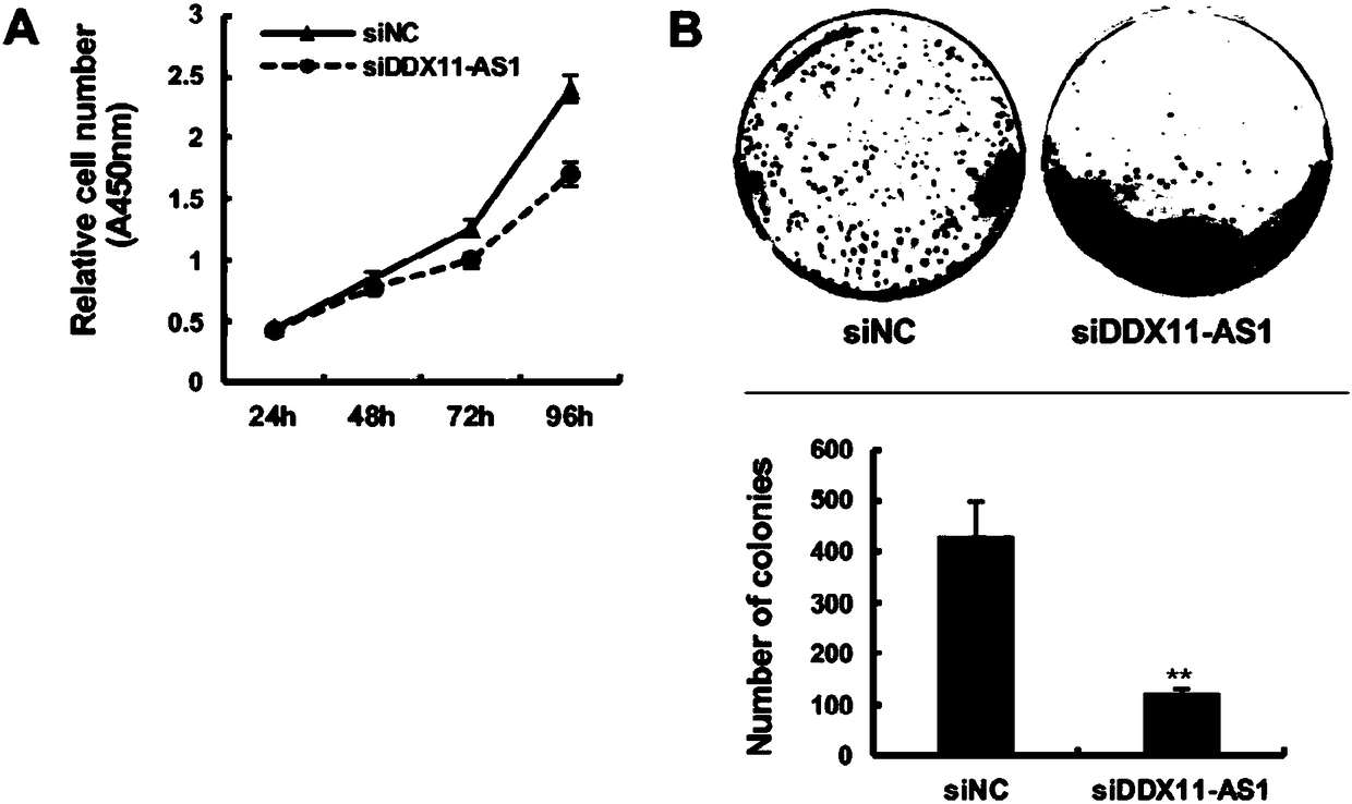 siRNA of targeted long-chain noncoding RNA DDX11-AS1 and applications thereof in liver cancer treatment