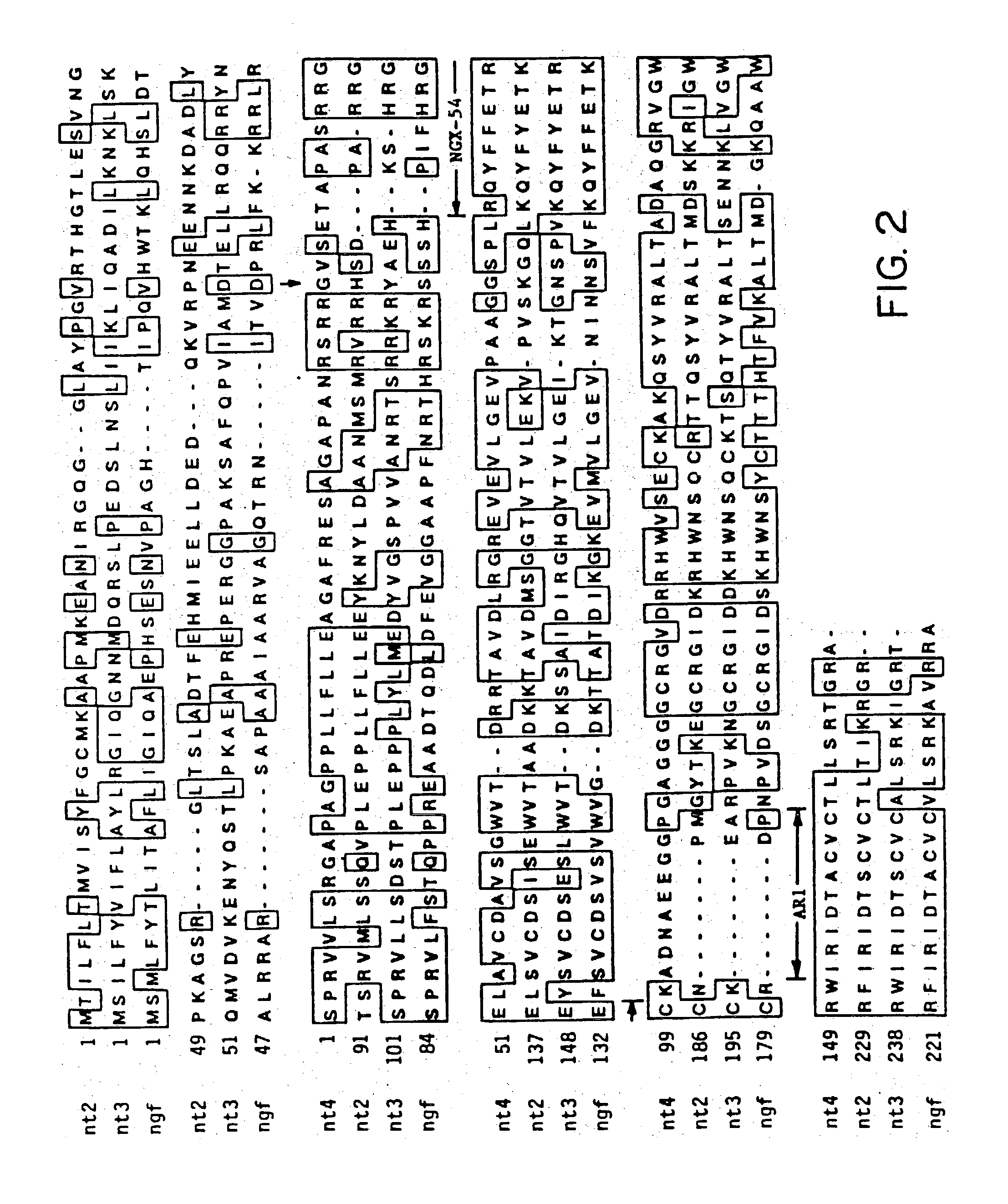 Novel neurotrophic factor immunoassays