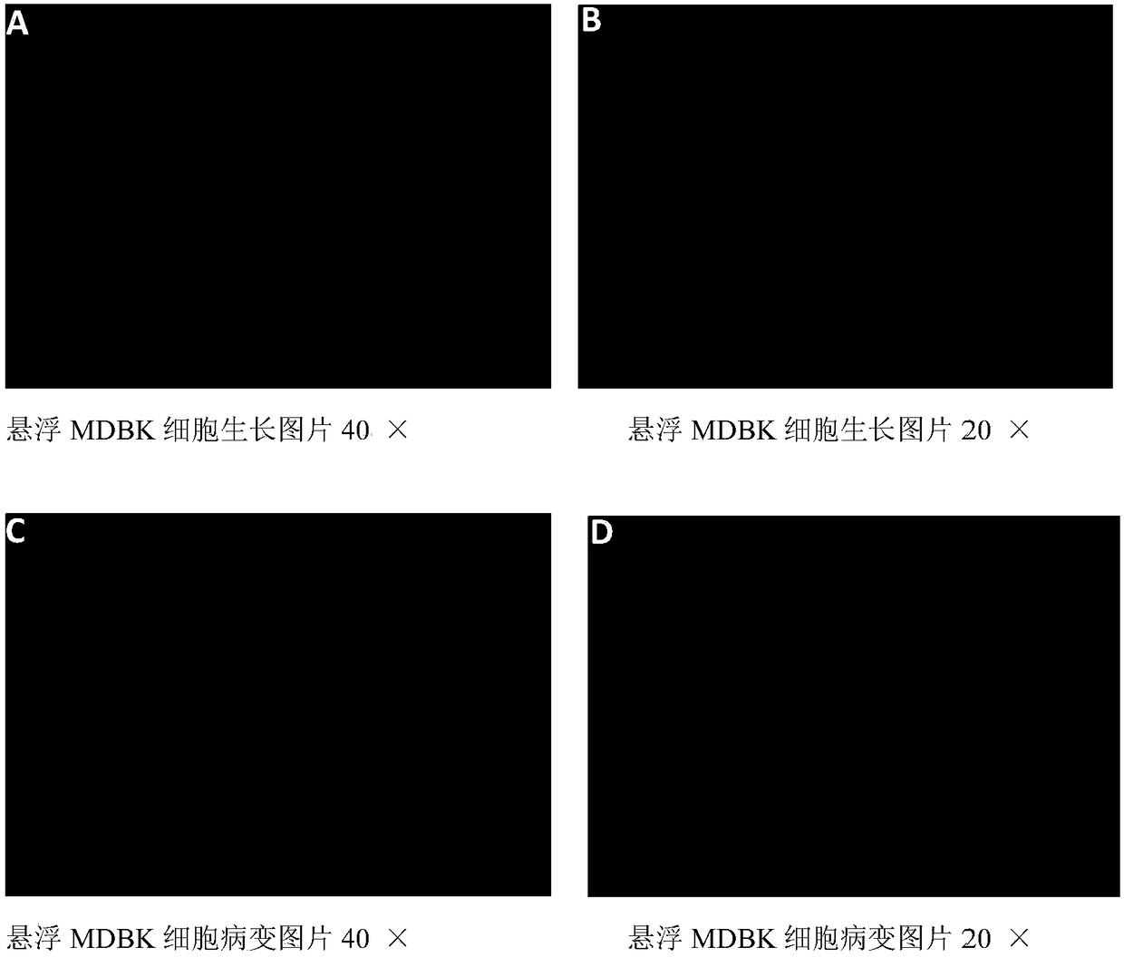 MDBK acclimation suspension method and two-stage virus production process