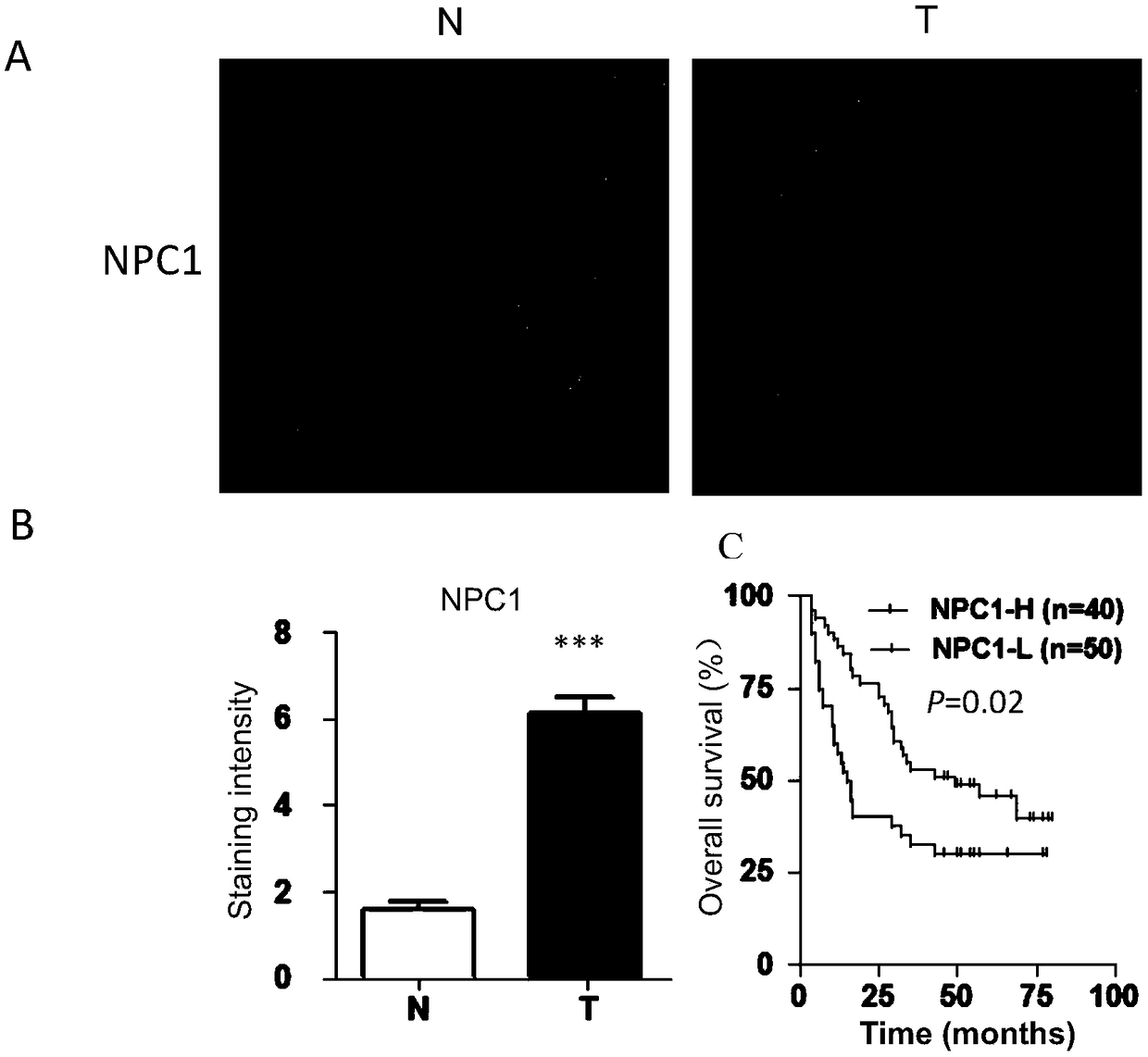 Application of type C Class I Niemann-Pick protein inhibitor