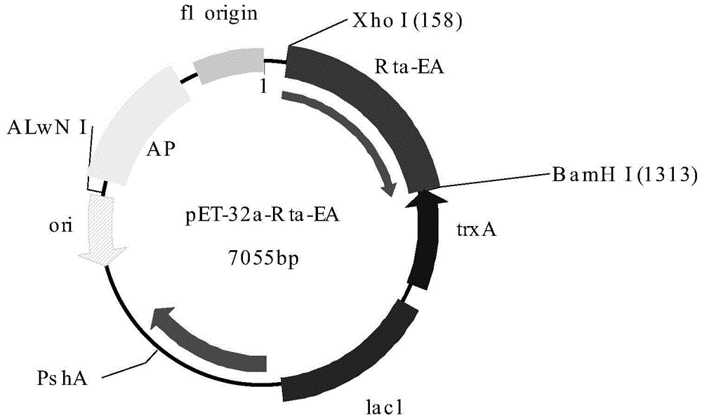 Artificial antigen and kit for combined detection of eb virus rta protein antibody and eb virus early antigen ea antibody