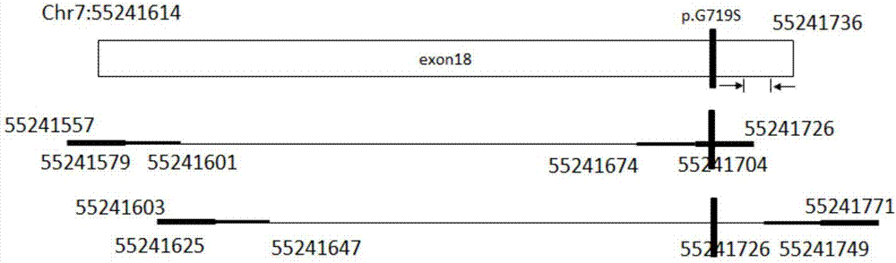 Primer composition, kit and method for detecting EGFR gene mutations