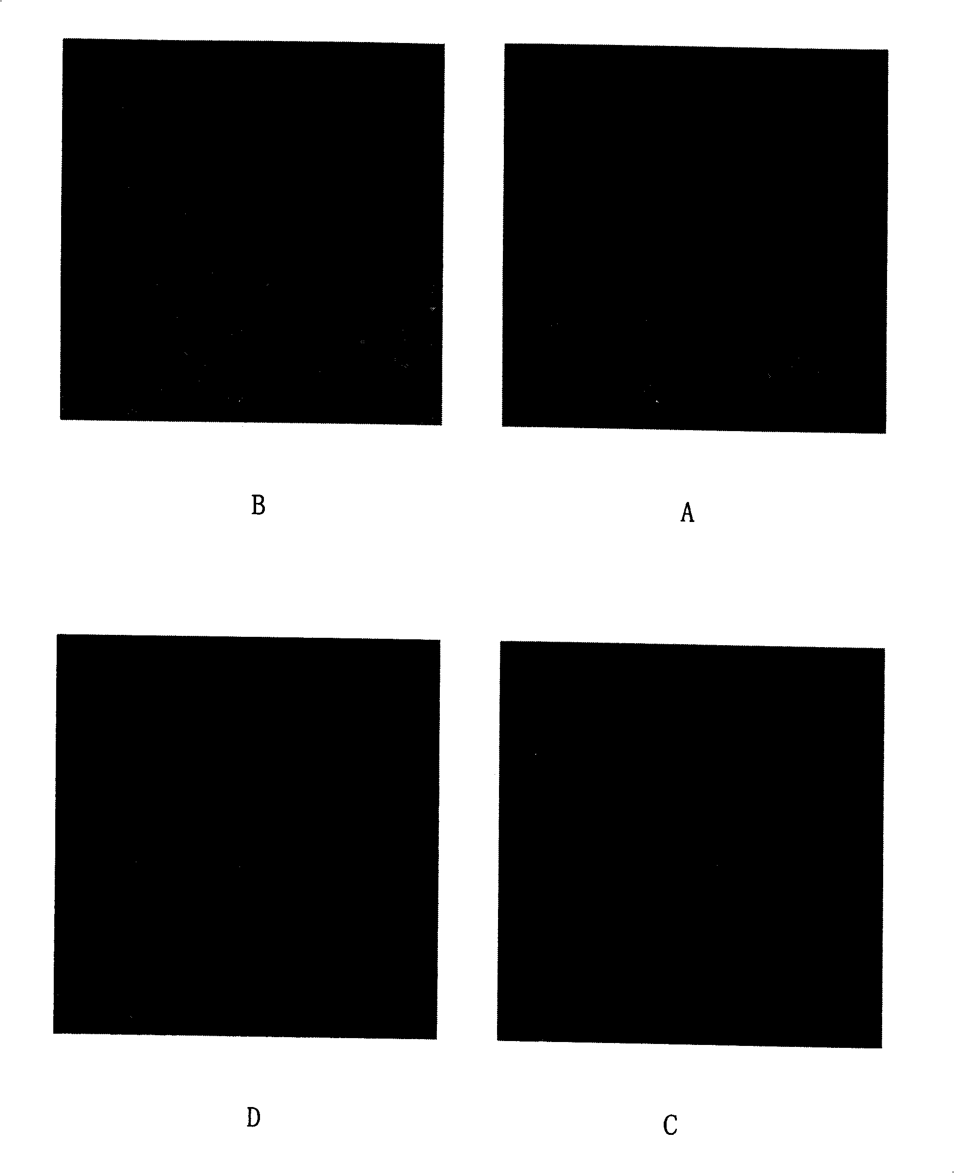 Application of paris polyphyla var. yunnanensis stem and leaf monomer saponin in pharmaceutical industry