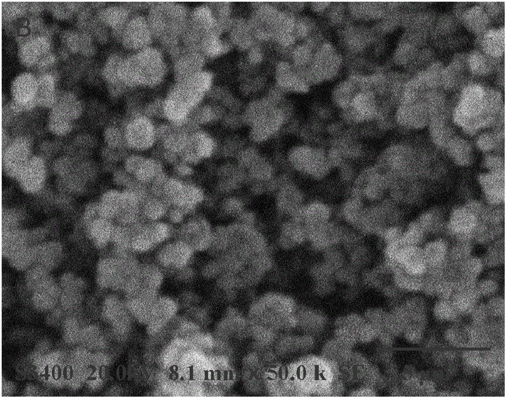 Herba epimedii total flavonoid enzymatic product and preparing method and application thereof