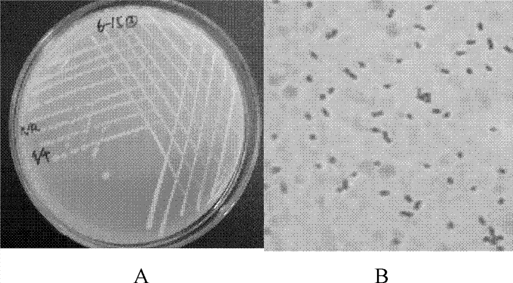 Low temperature resistant cellulose degradation bacteria and application thereof