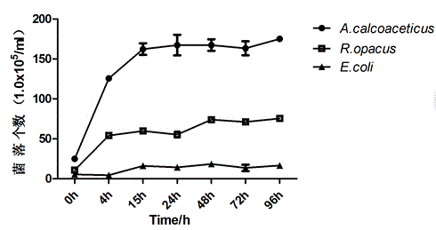 Acinetobacter calcoaceticus capable of efficiently degrading lignin