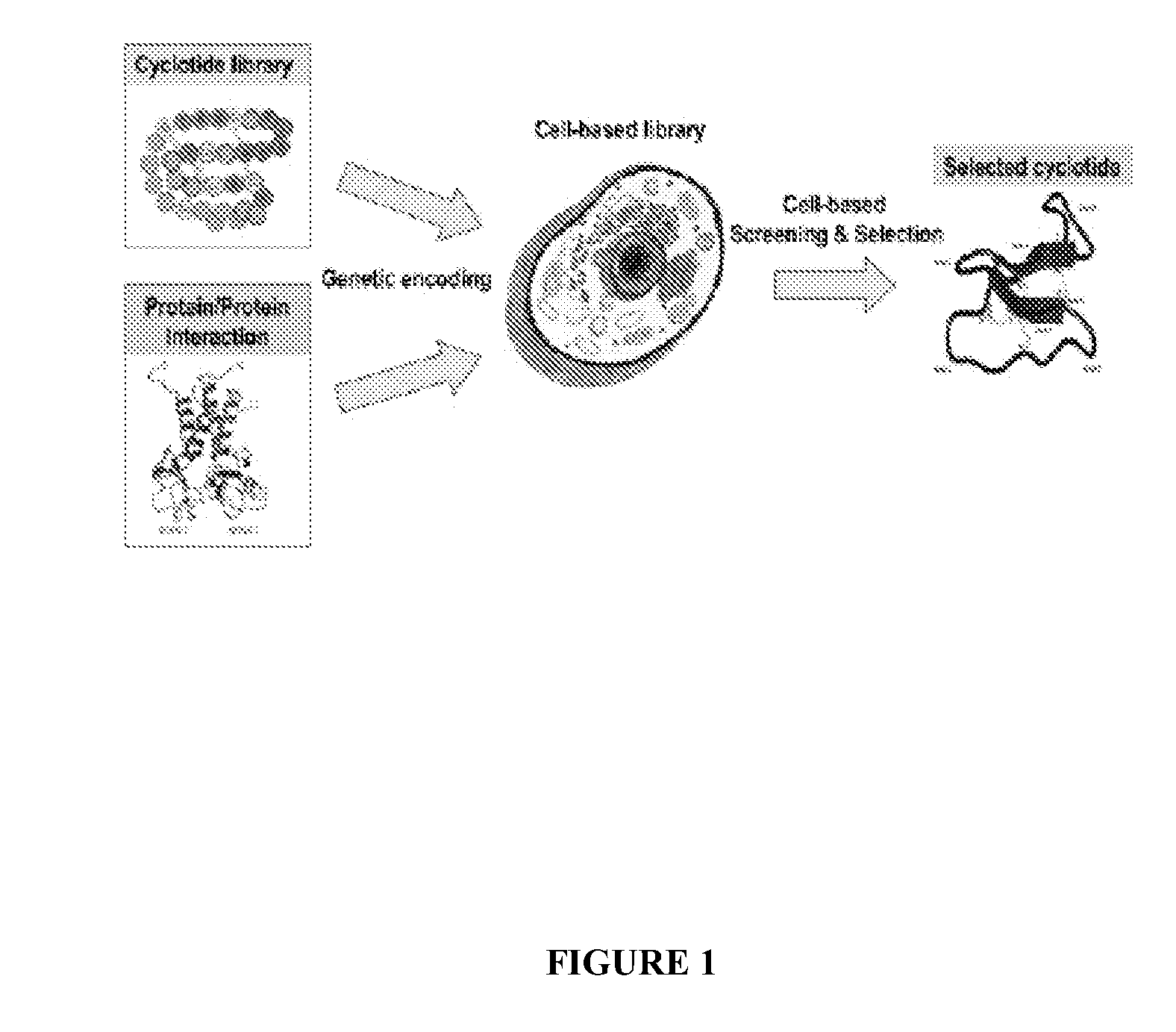 Compositions and methods for the rapid biosynthesis and in vivo screening of biologically relevant peptides