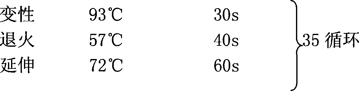 Method for processing DNA mould and improving DNA expansion efficiency by using restriction enzymes