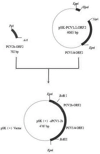 Chimeric type porcine circovirus live vaccine C1-233 strain and constructing method thereof