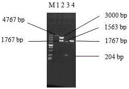 Chimeric type porcine circovirus live vaccine C1-233 strain and constructing method thereof