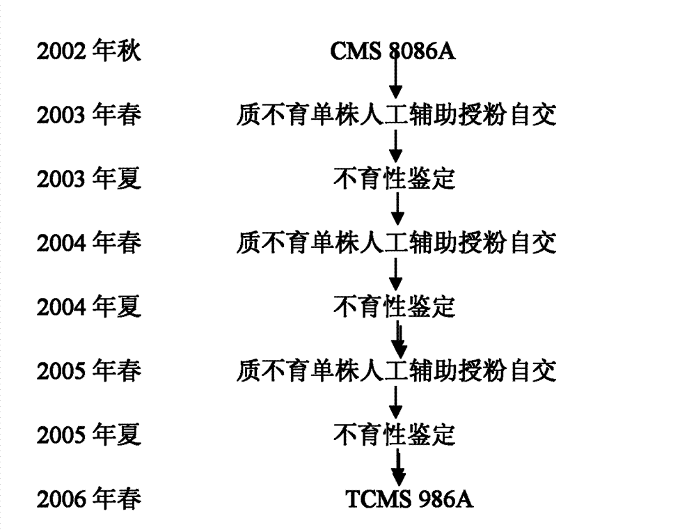 Method for breeding rape temperature-sensitive polima cytoplasmic male sterile AB line in artificial auxiliary pollination selfing way