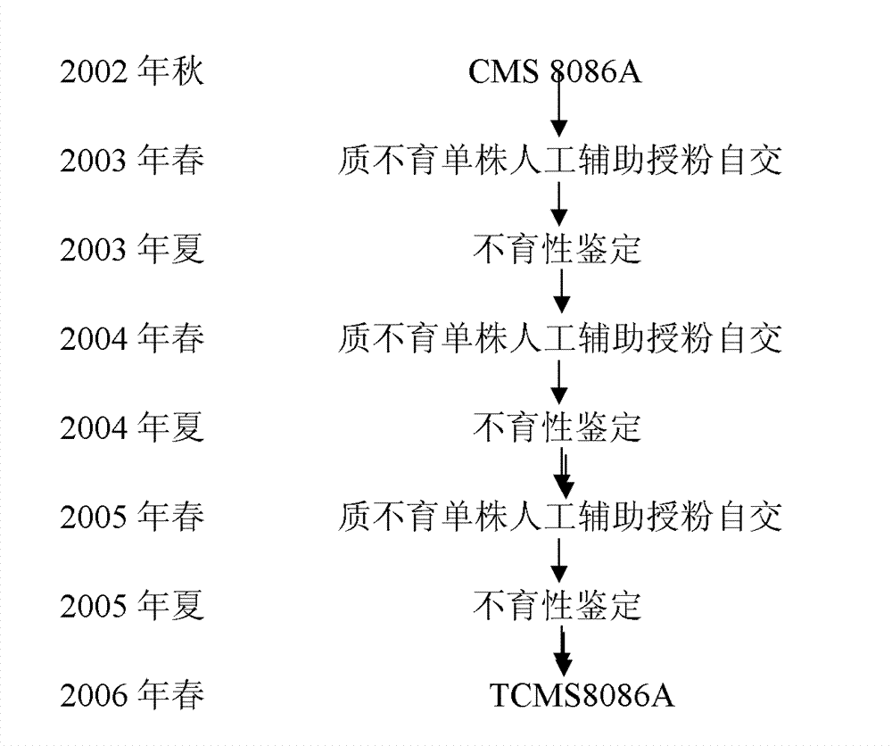 Method for breeding rape temperature-sensitive polima cytoplasmic male sterile AB line in artificial auxiliary pollination selfing way