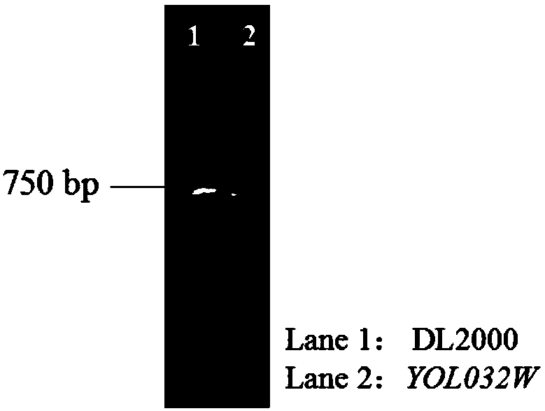 Multi-inhibitor stress tolerant saccharomyces cerevisiae as well as preparation method and application thereof