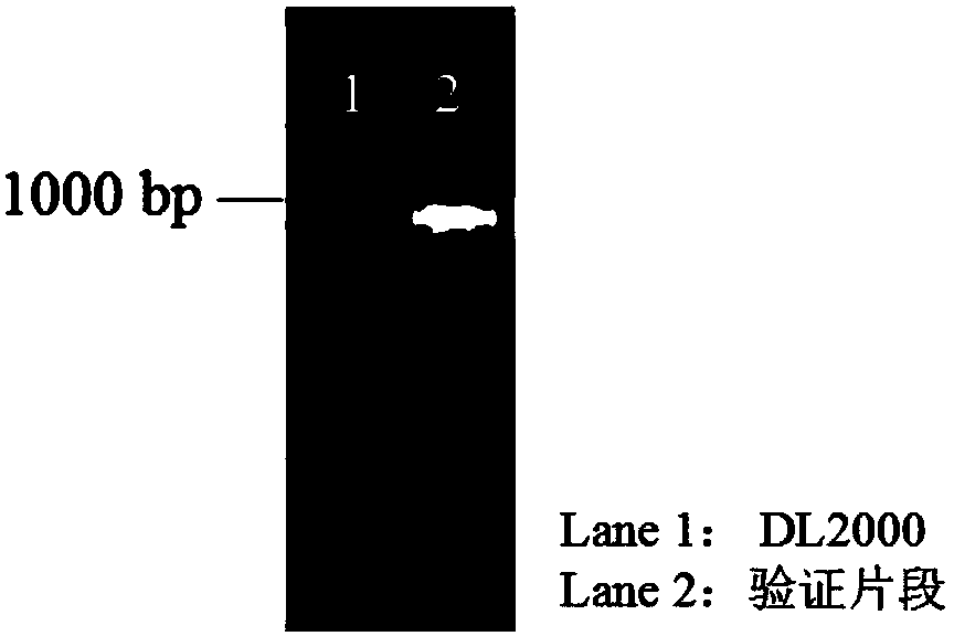 Multi-inhibitor stress tolerant saccharomyces cerevisiae as well as preparation method and application thereof