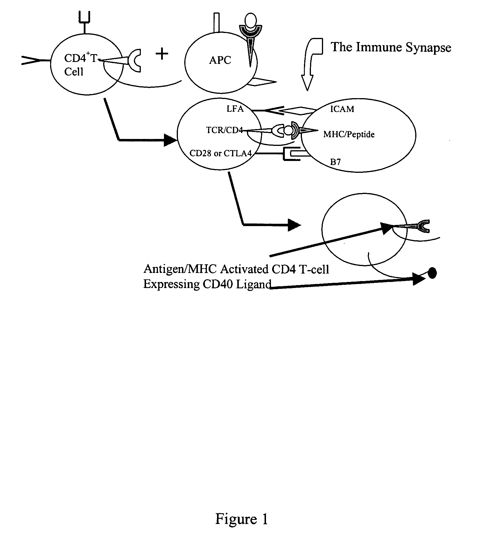 Methods and compositions for the production of monoclonal antibodies