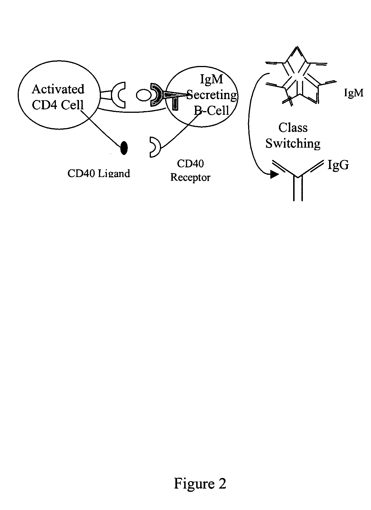 Methods and compositions for the production of monoclonal antibodies