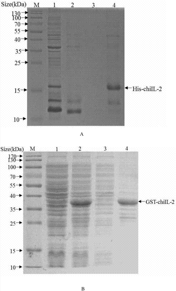 Method for detecting content of avian interleukin 2 and special kit thereof