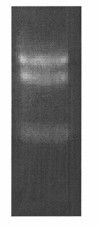 Expression system of tilapia neuropeptide Y recombinant protein