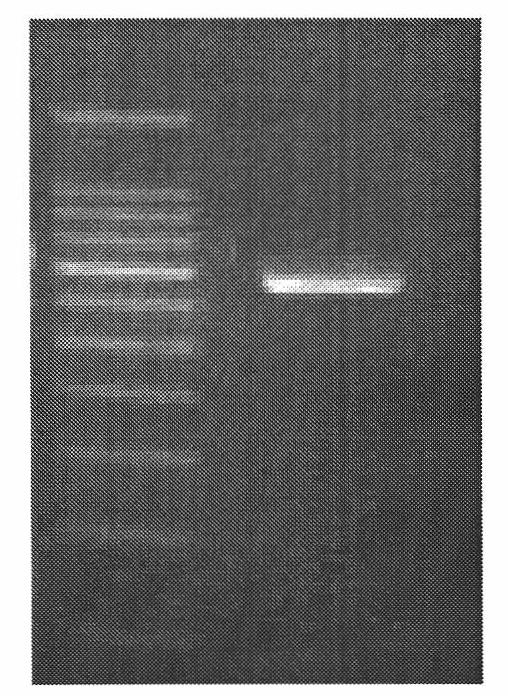 Expression system of tilapia neuropeptide Y recombinant protein