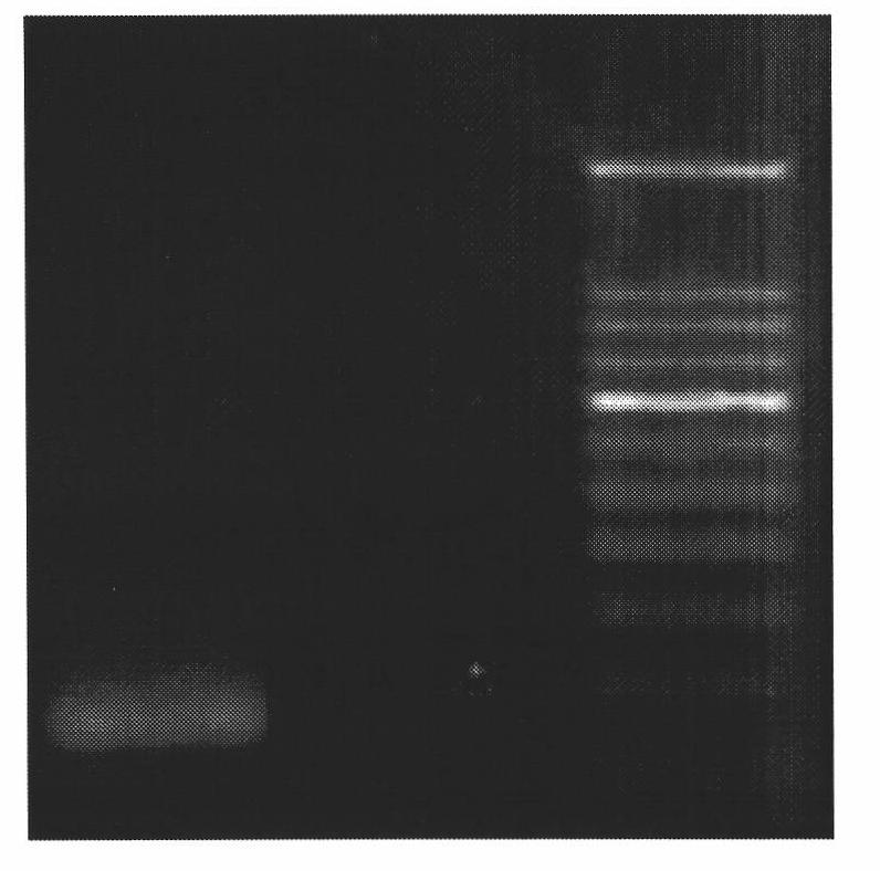 Expression system of tilapia neuropeptide Y recombinant protein