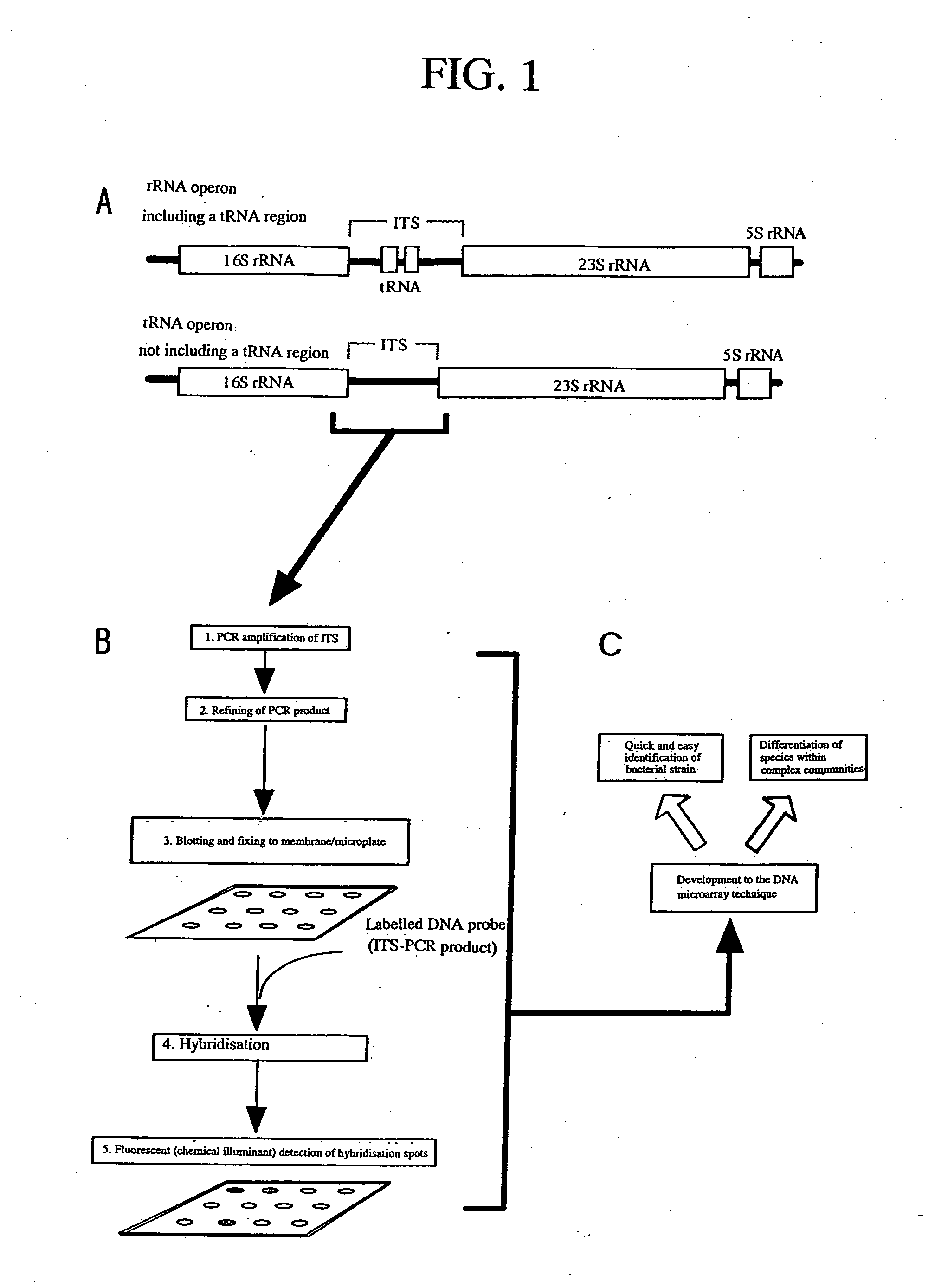 Molecular biological identification techniques for microorganisms