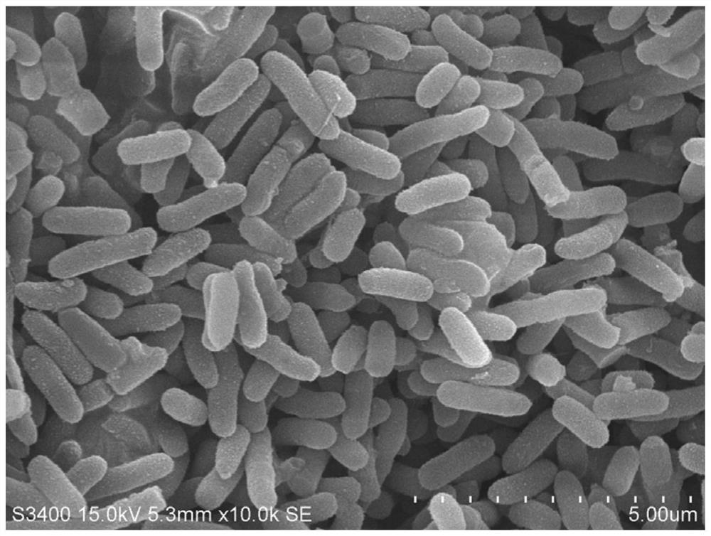 Efficient petroleum hydrocarbon degrading bacterium as well as screening method and application thereof