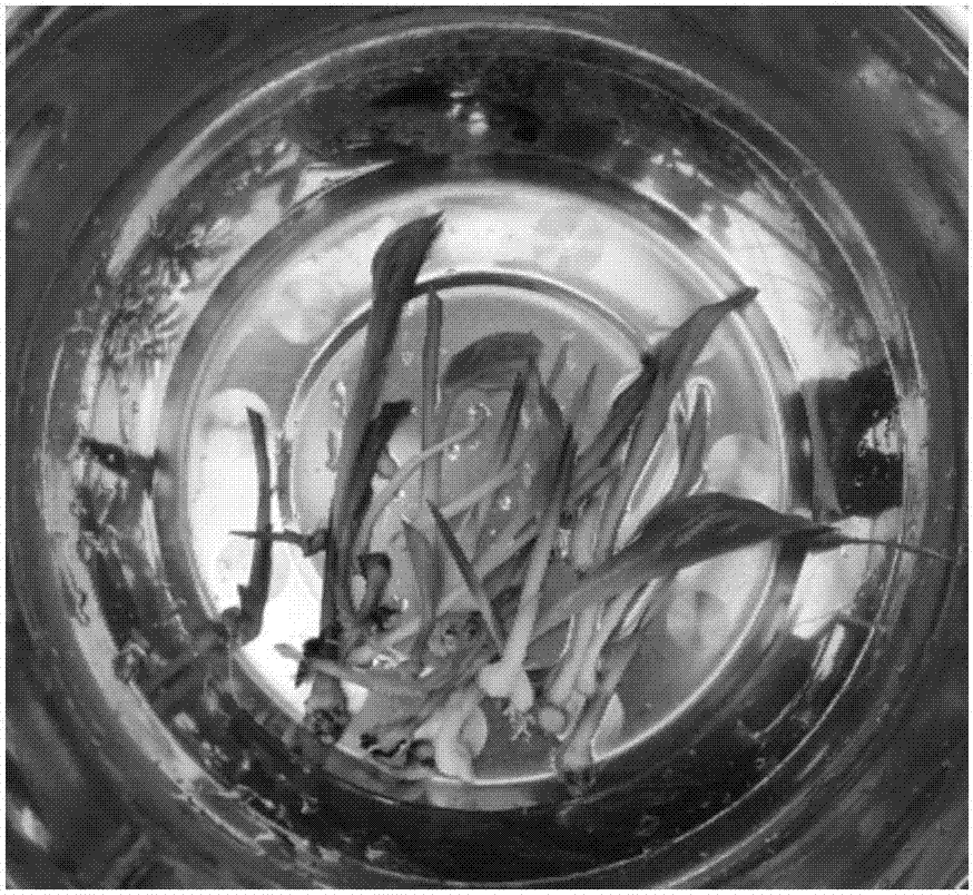 Method for inducing regenerated plant from blastema part of Kaempferia rotunda rhizome