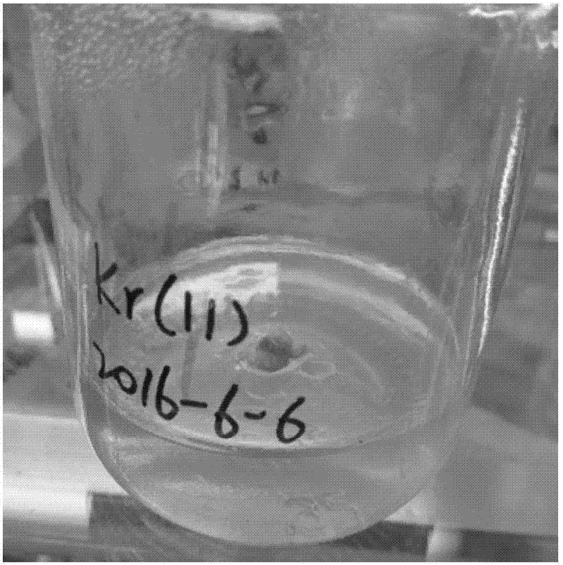 Method for inducing regenerated plant from blastema part of Kaempferia rotunda rhizome