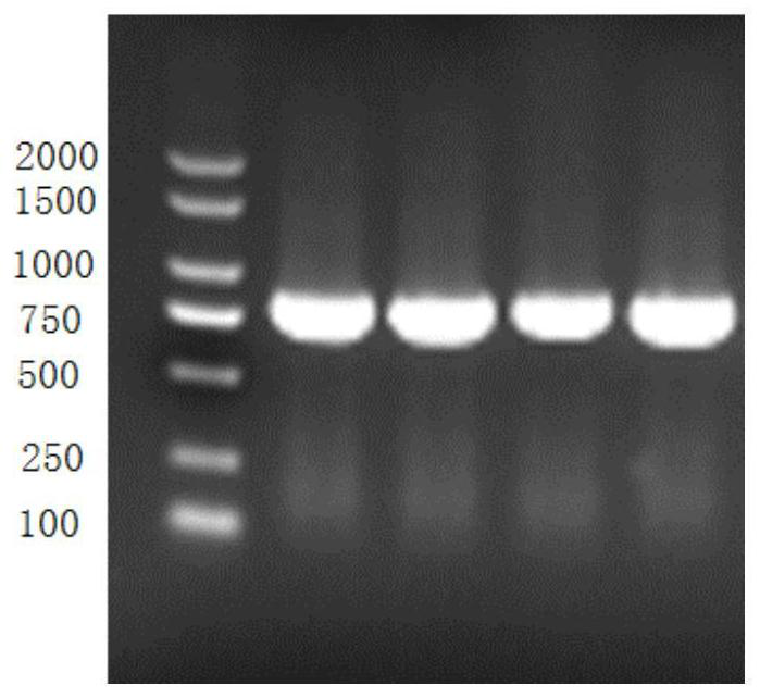 Genetically engineered bacterium for efficiently producing (2S, 3S)-2, 3-butanediol, construction method and application thereof