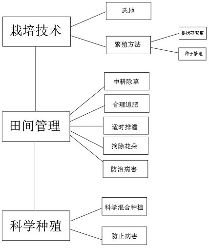 Method for planting polygonatum kingianum under forest