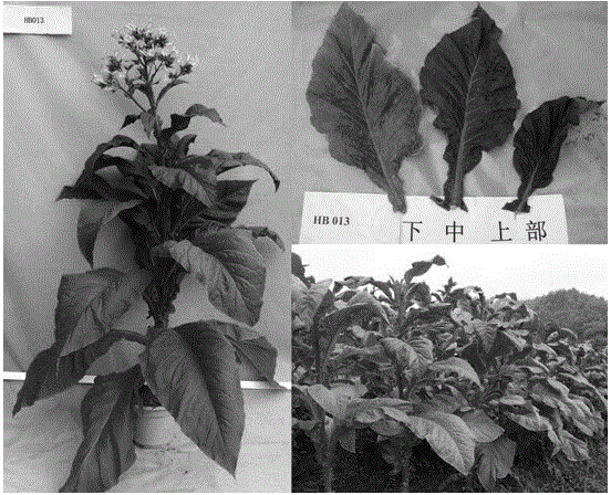 Breeding method for multi-resistance flue-cured tobacco hybrid