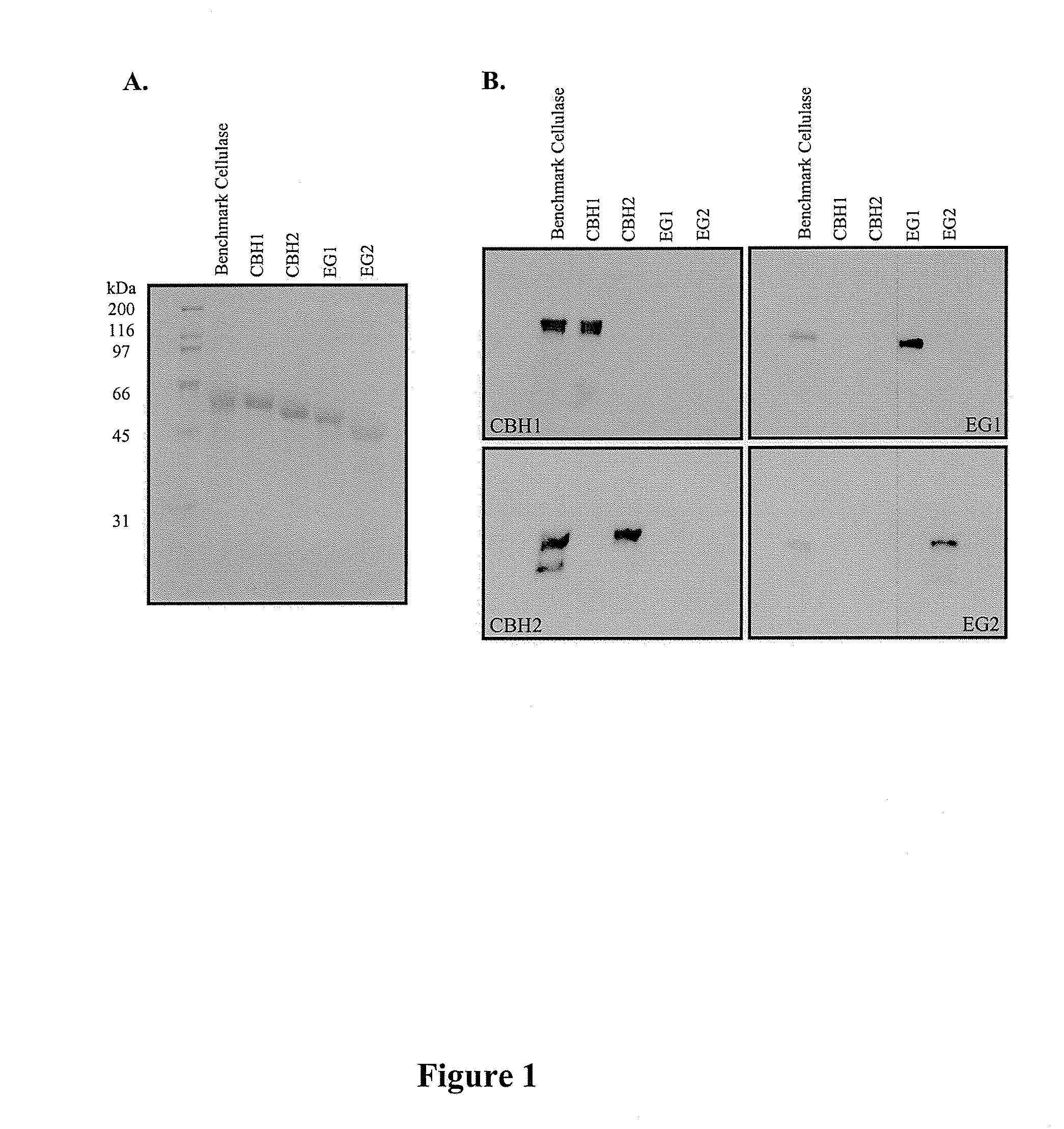 Process for enzymatic hydrolysis of pretreated lignocellulosic feedstocks