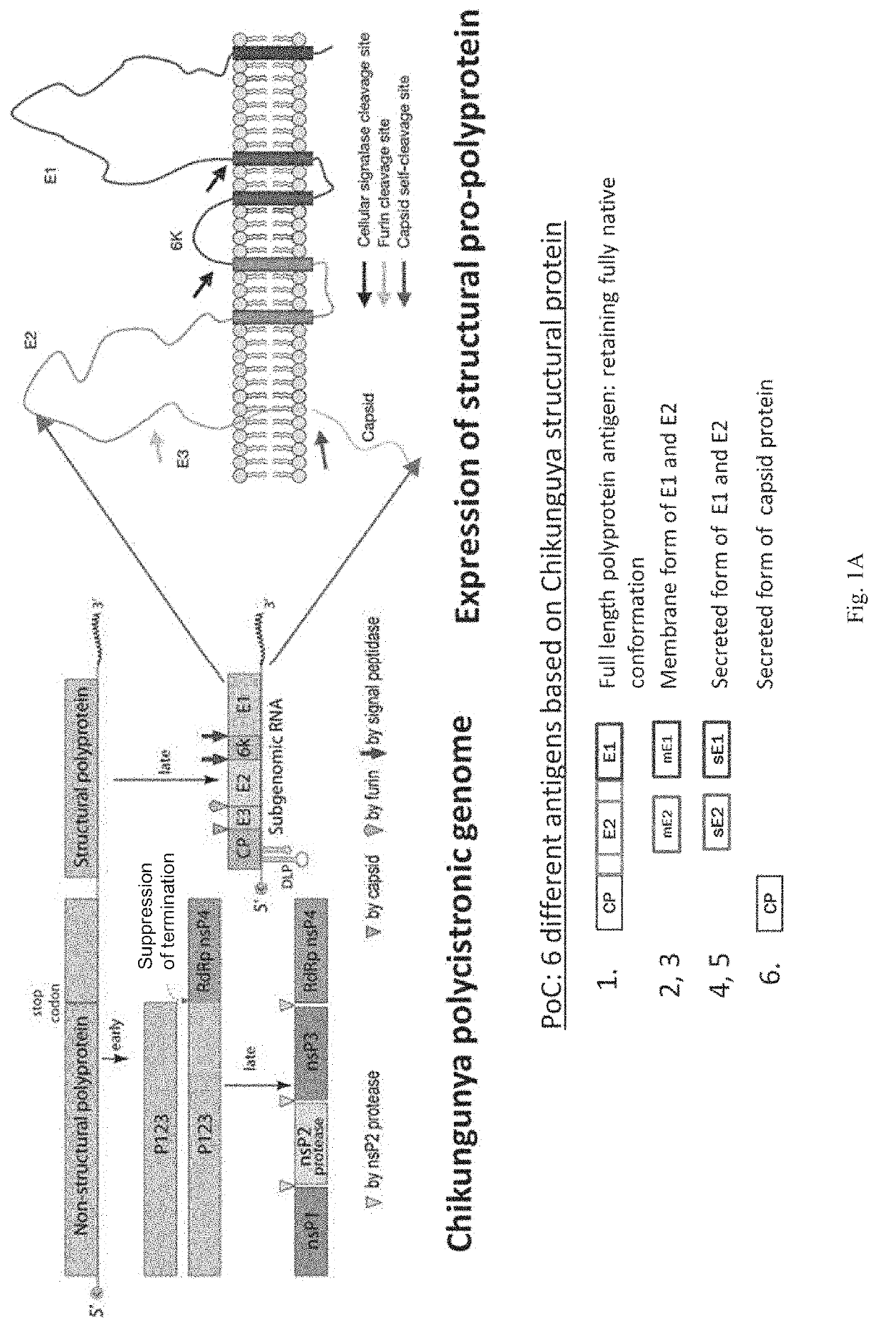 CHIKV RNA vaccines