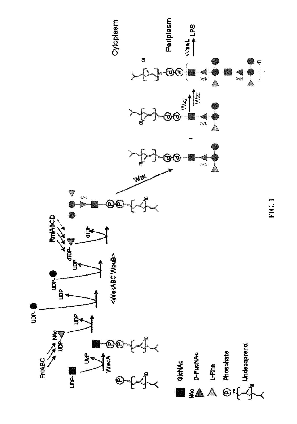 Polysaccharide and uses thereof