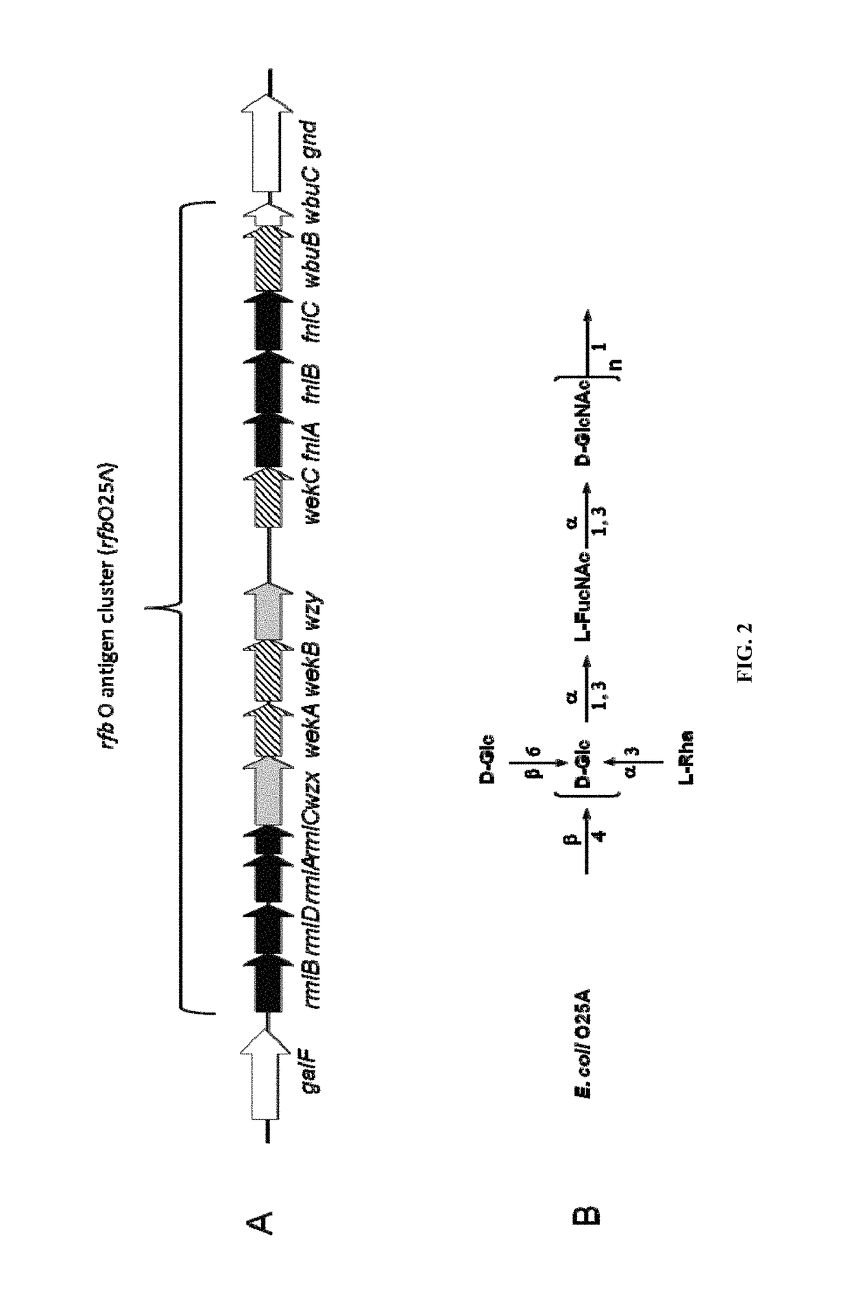 Polysaccharide and uses thereof