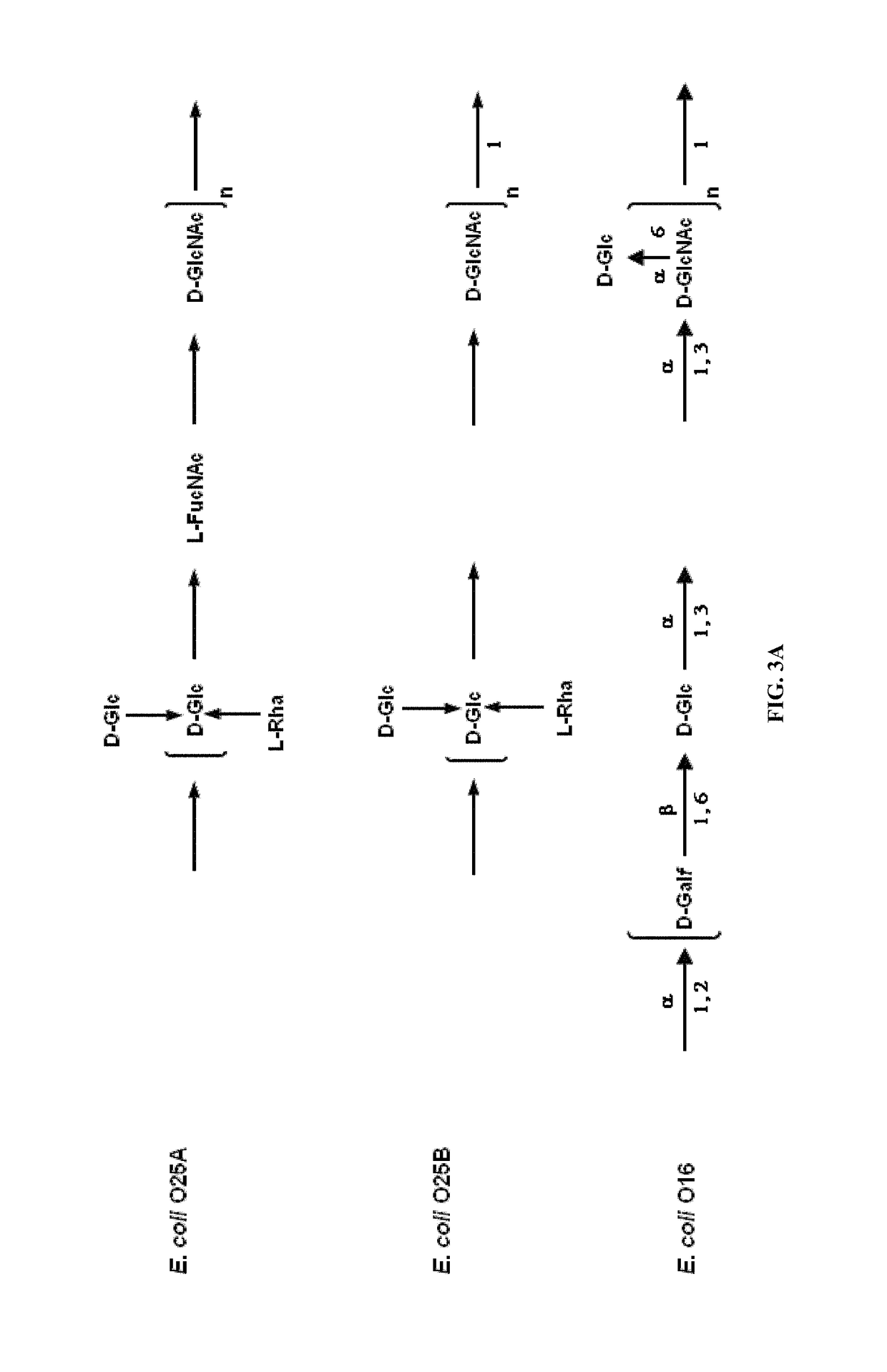 Polysaccharide and uses thereof