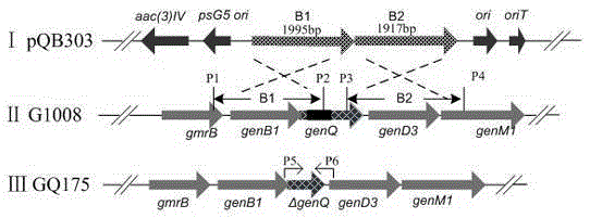 A kind of engineering bacteria producing g418 single component and its application