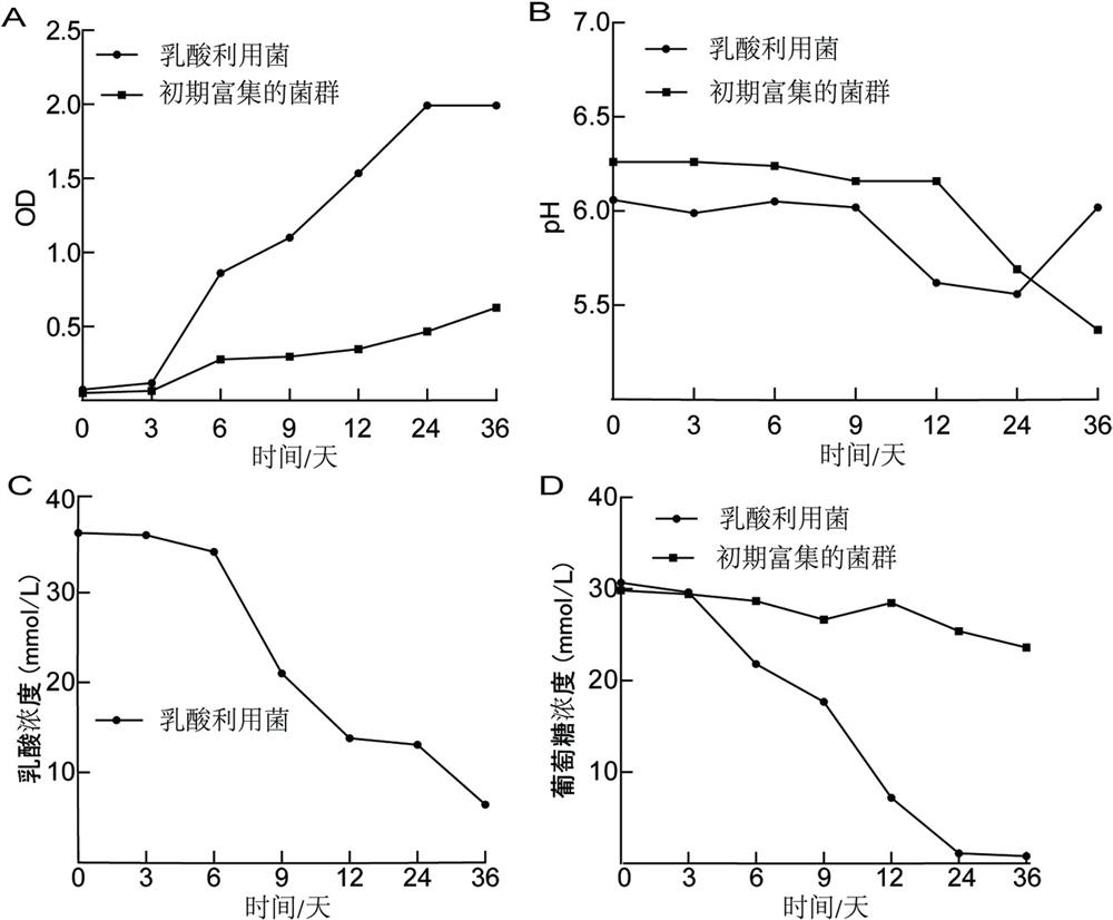 A kind of culture medium for enriching lactic acid-utilizing bacteria