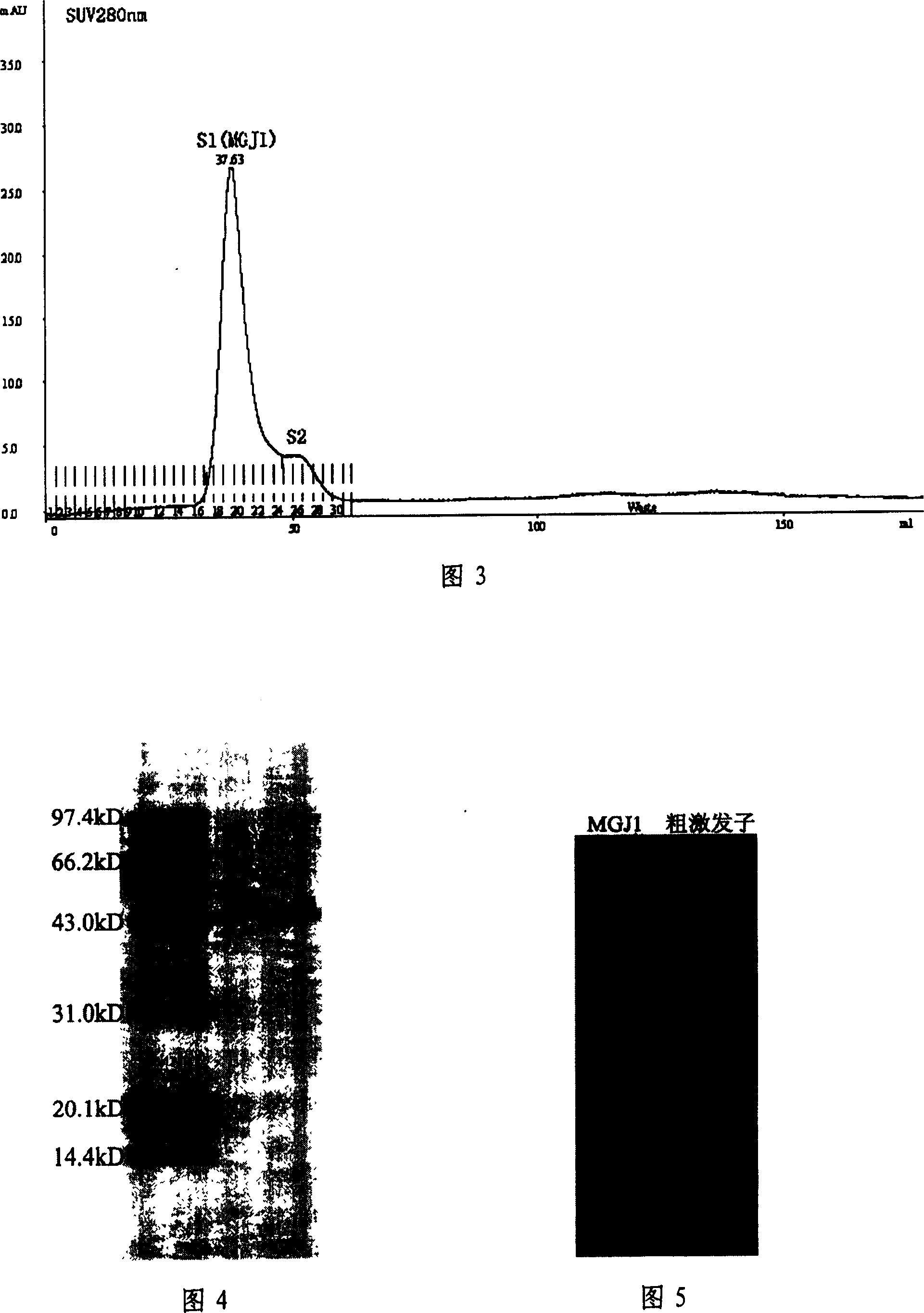 Glycoprotein elicitor of magnaporthe grisea in rice leaves and its purification method