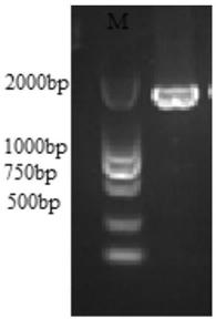 Threonine deaminase mutant as well as preparation method and application thereof