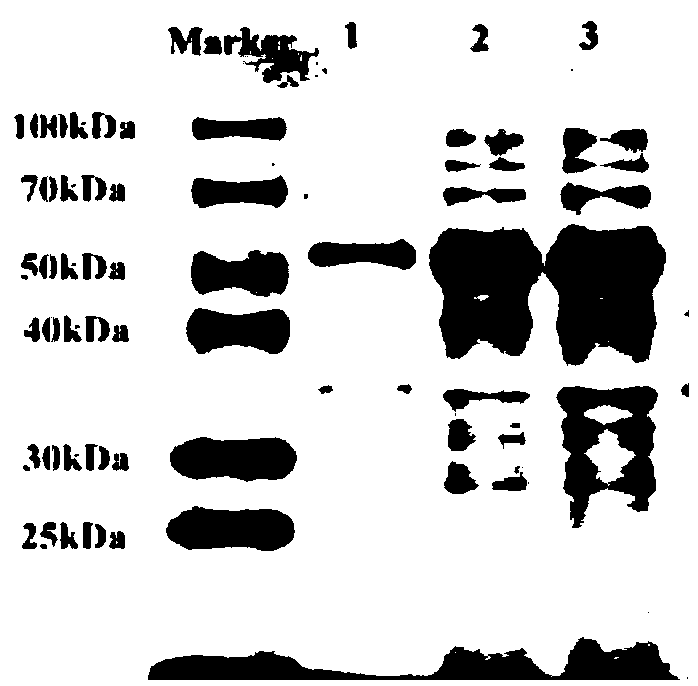 Threonine deaminase mutant as well as preparation method and application thereof