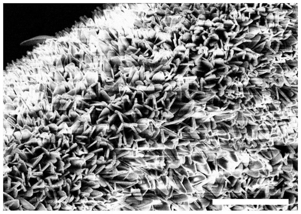 Cobalt phosphide nanoparticle embedded carbon nanosheet array material as well as preparation and application thereof