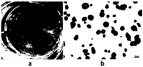 Serum-free feed layer-free mouse induced pluripotent stem cell (iPSC) induction medium and culture method using the same