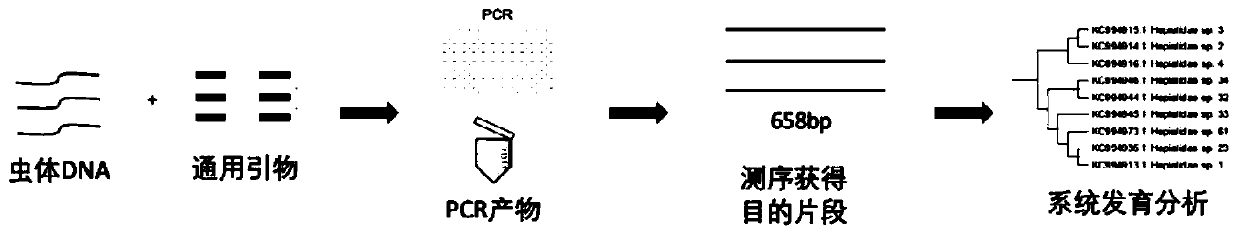 DNA bar code composition for identifying origin of cordyceps sinensis and application of DNA bar code composition