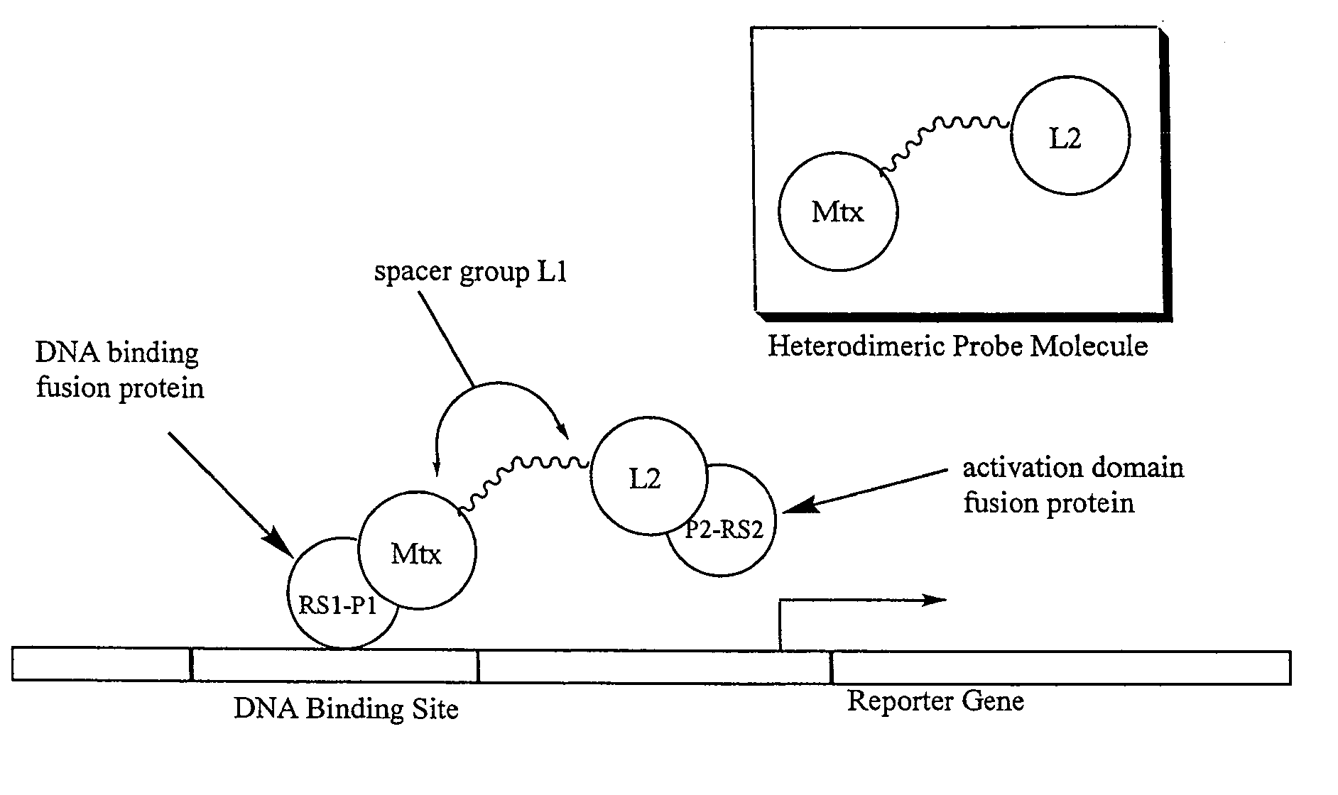 Synthesis of methotrexate-containing heterodimeric molecules