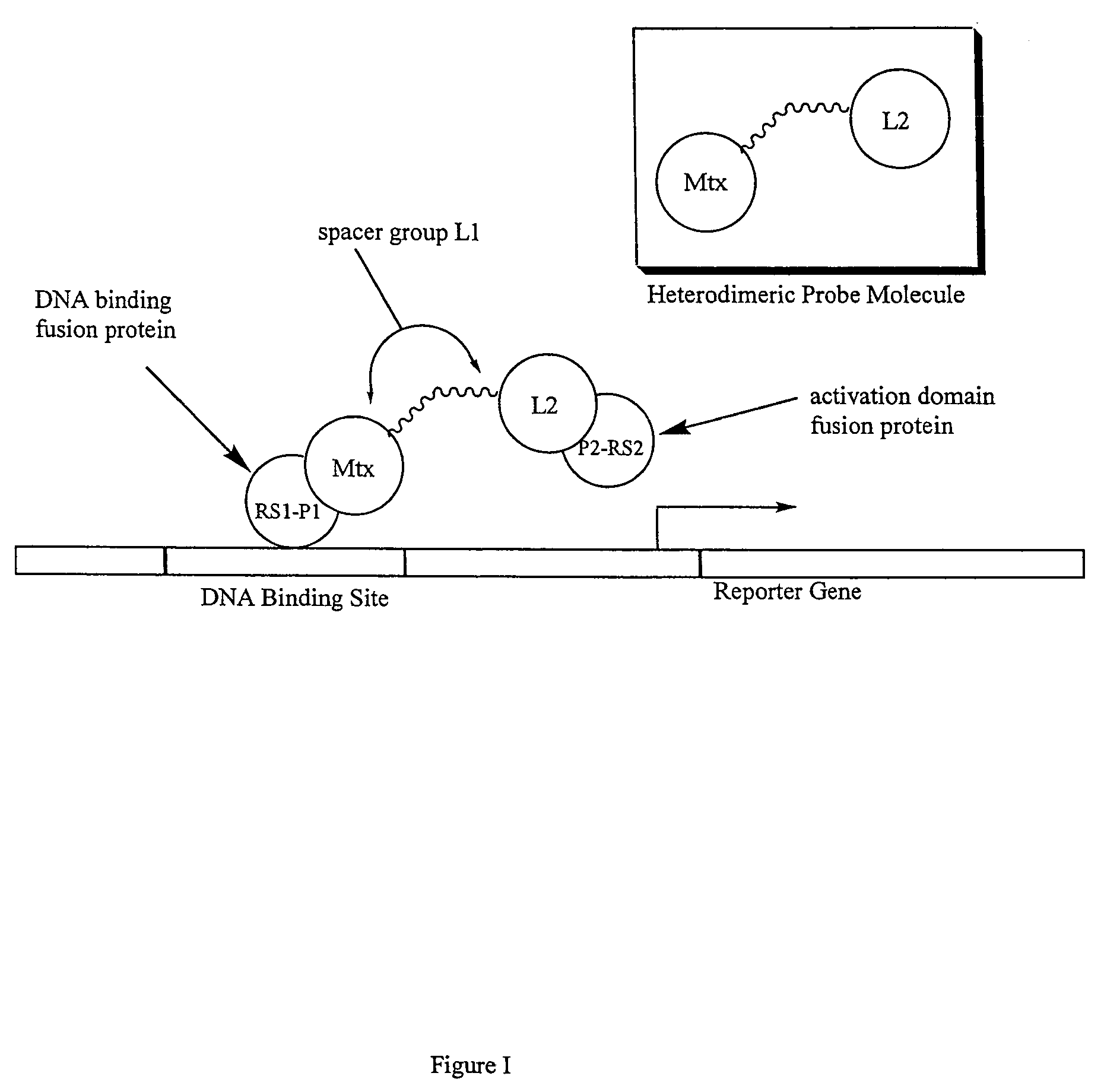 Synthesis of methotrexate-containing heterodimeric molecules