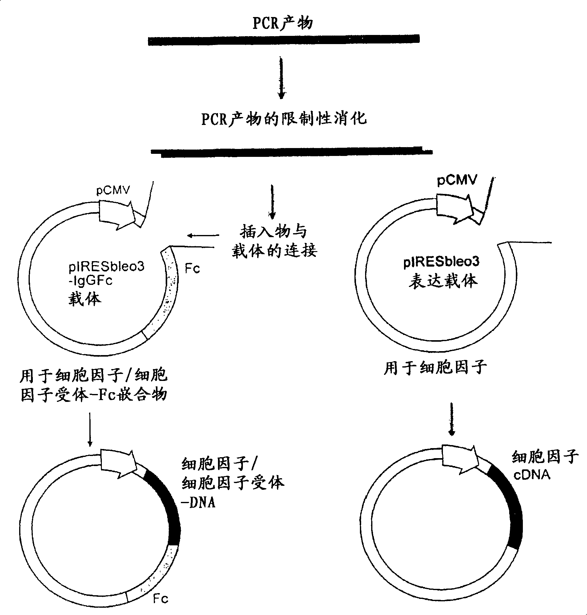 Molecules and chimeric molecules thereof