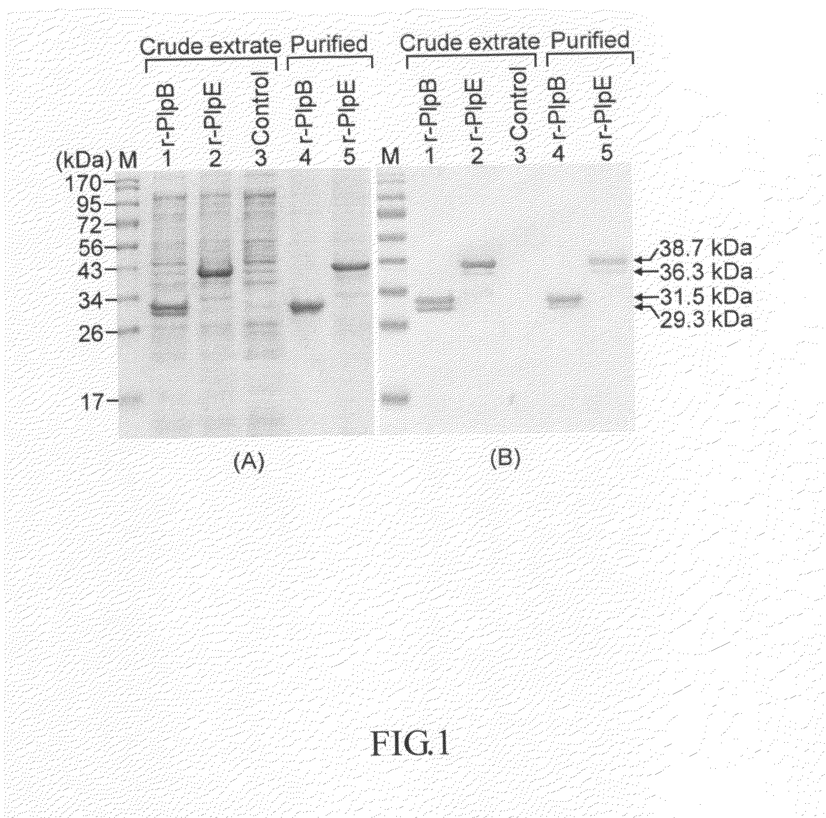 Subunit vaccine of pasteurella multocida in veterinary uses