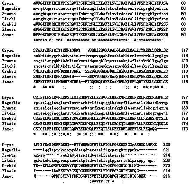 Anthurium soc transcription factor aasoc and its coding gene and application