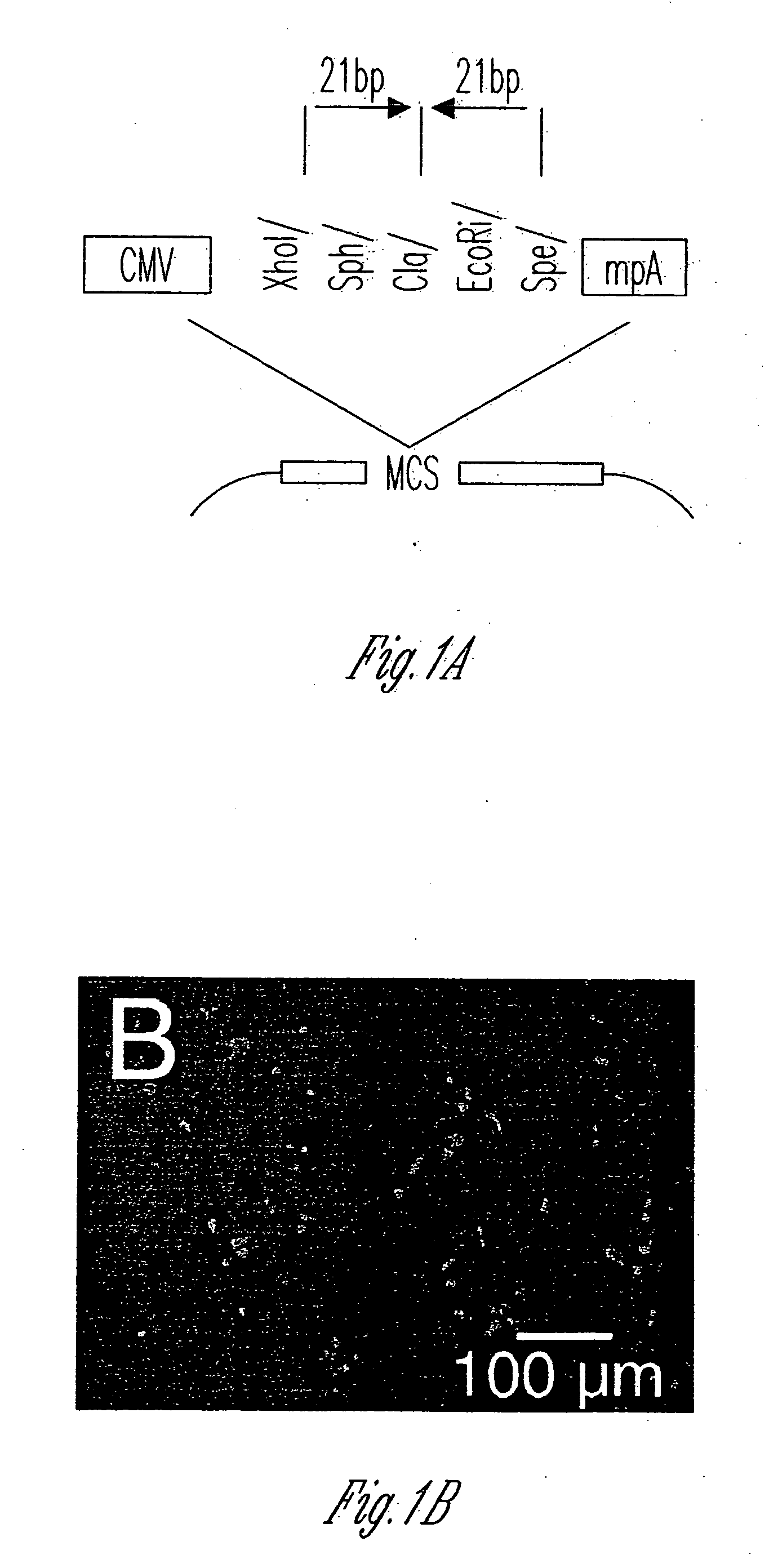 siRNA-Mediated gene silencing with viral vectors